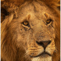Canvas Art Print The King