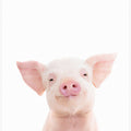 Canvas Art Print Baby Pig