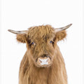 Canvas Art Print Baby Cow