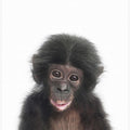 Canvas Art Print Baby Monkey
