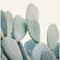 Pastel Cacti