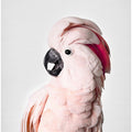 Canvas Art Print Pink Cockatoo