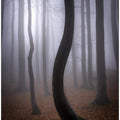 Foggy Autumn