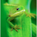 Canvas Art Print Curiosity