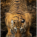 Canvas Art Print Direct to the eyes