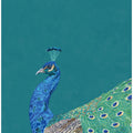 Turquoise peacock