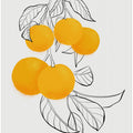 Mabel oranges