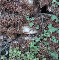 Climbing