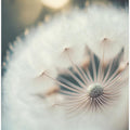 Whisper of Wishes