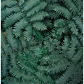 Green Leaves