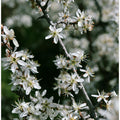 Spring blooms III