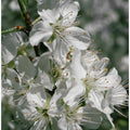 Spring blooms IV