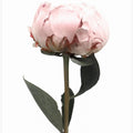 Blush peony II