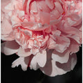 Blush peony V