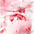 Bllush peony X