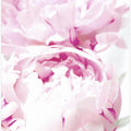 Subdued peony X