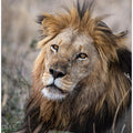 The Savanah King