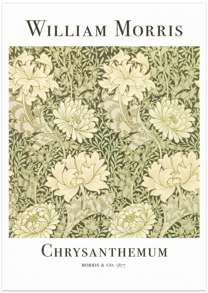 Chrysanthemum