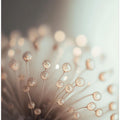 Dreamy Dandelion