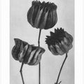 Abutilon (Lime Mallow