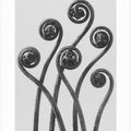 Adiantum pedatum