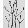Cornus Florida