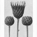 Serratula Nudicaulis
