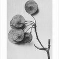 Ptelea Trifoliata