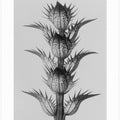 Acanthus mollis