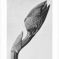 Aristolochia clematitis