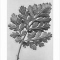 Chrysanthemum parthenium