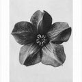 Cobaea Scandens