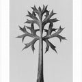 Eryngium Bourgatii