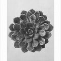 Margined Pyramidal Saxifrage