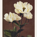 Hærdaceous Peony