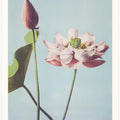 Lotus Flowers