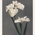 Iris Kæmpferi
