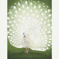 Peacock - Cropped