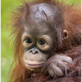 Face baby orangutan