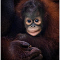 Baby Barney