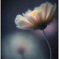 Ethereal Blossom