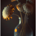 Glowing Petals