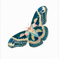 Green White Moth Butterfly