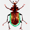 Caterpillar hunter beetle or Calosoma scrutator