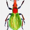 Pseudaplemonus artemisiae