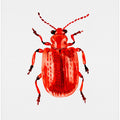 Onion beetle or Lilioceris merdigera
