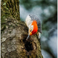 Curious Fellow