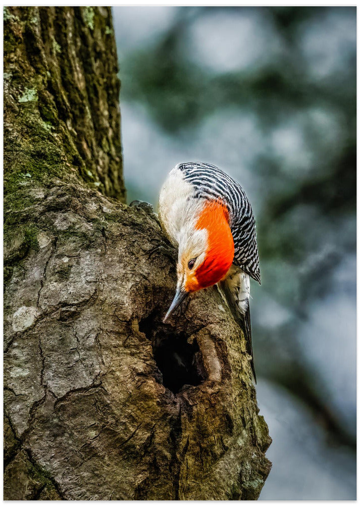 Curious Fellow