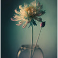 Ethereal Blossom