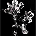 Monochrome Floral Petals